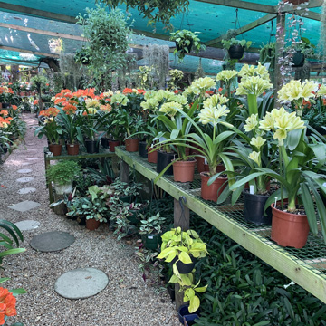 访问我们的君子兰