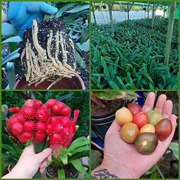 君子兰的栽培和护理